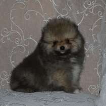 Померанский шпиц, в г.Нюрнберг