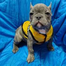 French bulldog. Blue tiger color, в г.Лейпциг