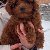 Toy puddle. Red brown boy, в г.Берлин