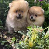 Померанский шпиц. Orange, в г.Стендаль