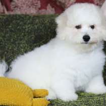 Бишон фризе, в г.Берлин