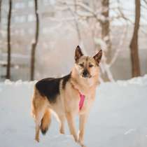Пеппи ищет дом. И ждёт его всей душой, в Москве