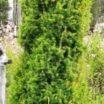 Туя 3 метра, сосна от 30 см до 4 метров, хворост натуральный, в Екатеринбурге