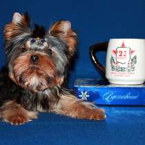 Мальчик Йоркширского терьера, мелкий стандарт, в Москве