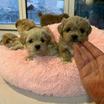 Мультипу, в Красноярске