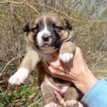 Малюсенькие хорошенькие щеночки, в Санкт-Петербурге