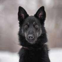 Лакки очень ждет свою семью!, в Москве