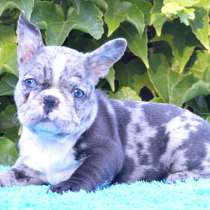 Французский бульдог. Blue merle, в г.Франкфурт-на-Майне