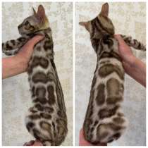 Бенгалы, в г.Гернроде