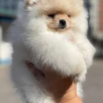 Померанский шпиц - мишка. Cream, в г.Миттенвальд