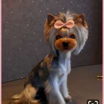 Услуги грумера(стрижка собачек), в г.Алчевск