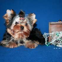 Шестимесячный мальчик - красавчик, в Москве