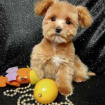 Мальтипу F - 1. Микро мини тедди, в г.Берлин