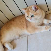 BRI NY12 MALE. GOLDEN BRITISH CHINCHILLA, в г.Стамбул