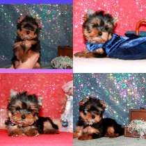 Щенки Йоркширского терьера. Мальчики и девочки, в Москве