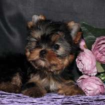 Щенки Йоркширского терьера, мини девочка, в Москве