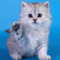 Шотландские котята, в Москве