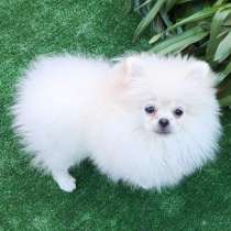 Померанский шпиц, в г.Анкара