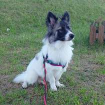 Маленькая хорошенькая собачка, в Санкт-Петербурге