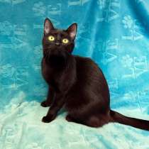 Весёлая чёрная кошечка с добрым сердцем, в Санкт-Петербурге