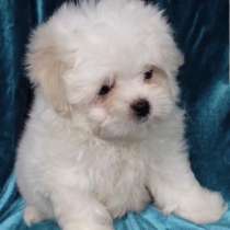 Мальтипу мишки, в г.Aach