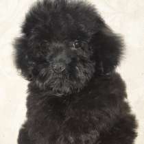 Мальтипу. Мини мальчик, в г.Мюнхен