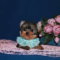 Небольшая четырехмесячная девочка, в Москве