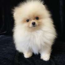 Померанский шпиц. Мини, в г.Engelsberg