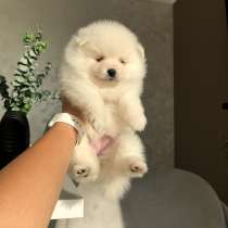 Девочка померашка, в г.Кёльн