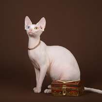 Роскошные из питомника котята Эльф, Бамбино, сфинкс, в Ижевске