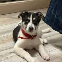 Исключительно разумный маленький щенок, в Санкт-Петербурге