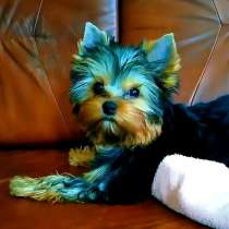 Четырёхмесячная девочка Цоркширского терьера, в Москве