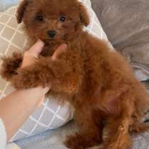 Poodle. Red girl, в г.Гуденсберг