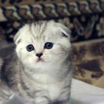 Шотландские вислоухие котята и страйты из элитного питомника, в Москве