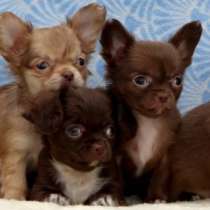 Чихуахуа. Chocolate and chocolate sable, в г.Dusslingen