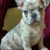 Французский бульдог. Blue merle, в г.Гамбург