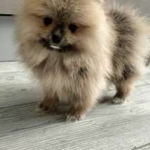 Померанский шпиц, в г.Бремен