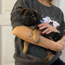 Трогательный щенок от маленькой собачки, в Санкт-Петербурге