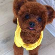 Щенки разных пород, в г.Вена