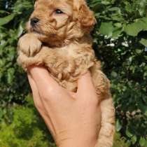 Щенки пуделя. Тедди, в г.Бухарест