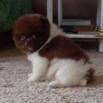 Померанский шпиц. Chocolate - white, в г.Аренсбург