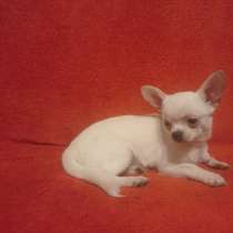 Чихуахуа. Мини, в г.Бремен