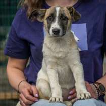 Долли – малышка с надеждой в глазах, в самые добрые руки!, в Санкт-Петербурге