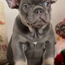 French bulldog, в г.Ascheberg