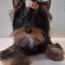 Йоркширский терьер, в г.Мюнхен