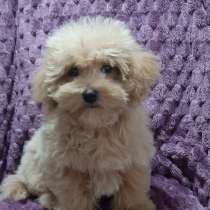 Мальтипу F - 1. Mini girl, в г.Франкфурт-на-Майне