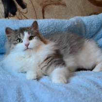 Невесомый пушистый котёнок ищет дом, в Санкт-Петербурге