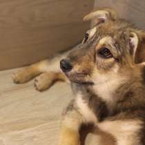 Маленькое трогательное солнышко-щенок, 6 мес, в Санкт-Петербурге