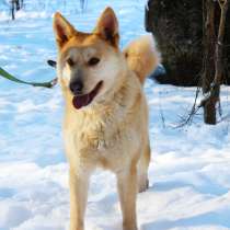 Необыкновенный пес с умными глазами, в Санкт-Петербурге