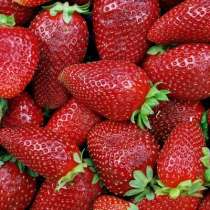 Клубника - земляника садовая, в Омске